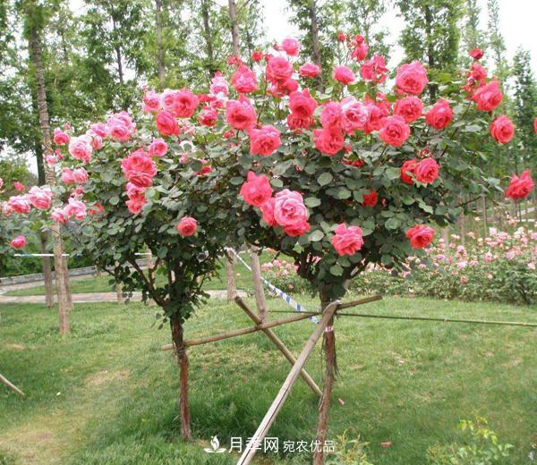 公園樹狀月季，景區(qū)樹狀月季，樹狀月季苗批發(fā)基地(圖2)