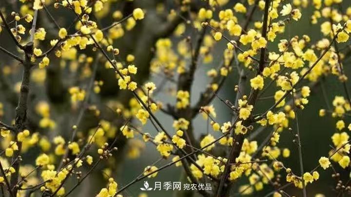 蠟梅花的養(yǎng)護方法(圖2)