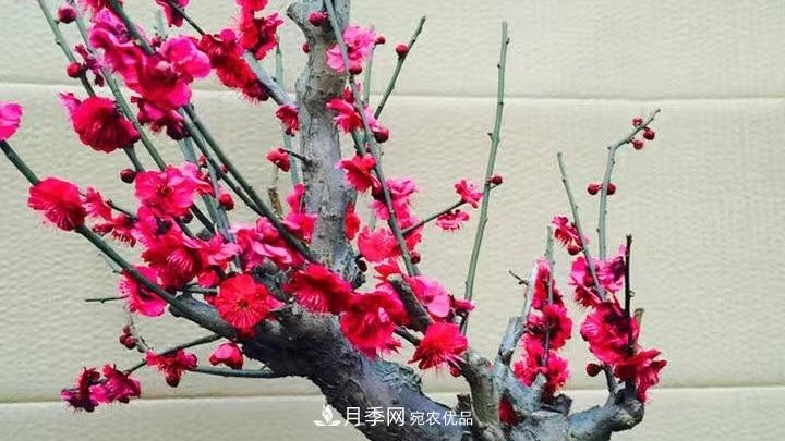蠟梅花的養(yǎng)護方法(圖3)