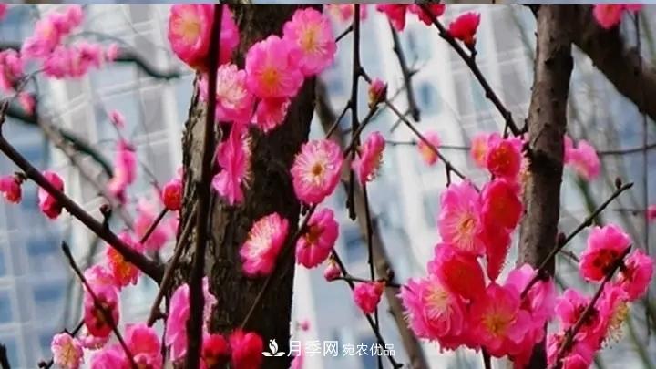 蠟梅花的養(yǎng)護方法(圖1)