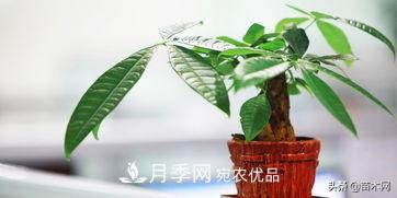 家里選擇這幾種花木，與什么風(fēng)格都搭配(圖3)