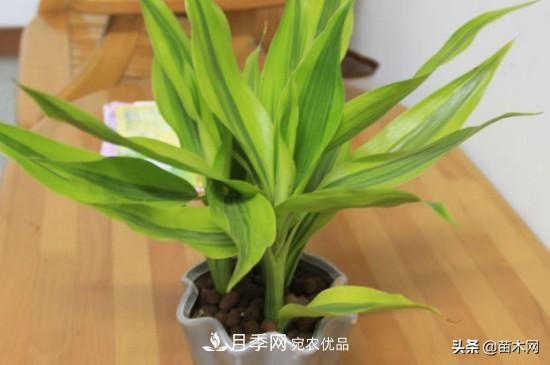家里選擇這幾種花木，與什么風(fēng)格都搭配(圖2)