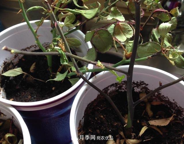 為何月季一剪就死？是修剪時間還是方法不對？月季修剪6大禁忌(圖2)