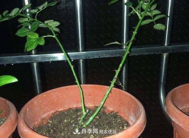 為何月季一剪就死？是修剪時間還是方法不對？月季修剪6大禁忌(圖3)