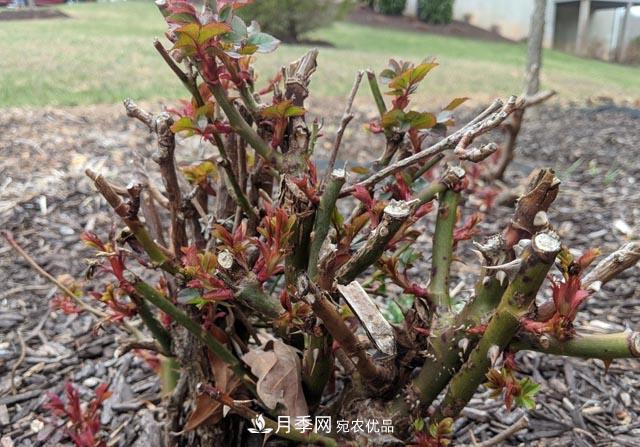 為何月季一剪就死？是修剪時間還是方法不對？月季修剪6大禁忌(圖4)