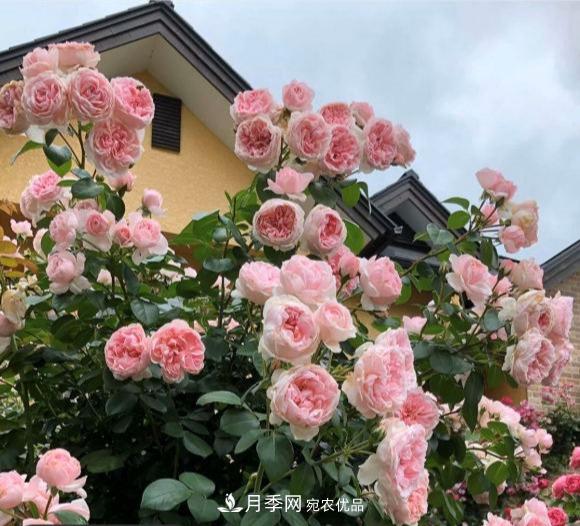 秋天養(yǎng)月季做好4方面，筍芽多開花旺(圖1)