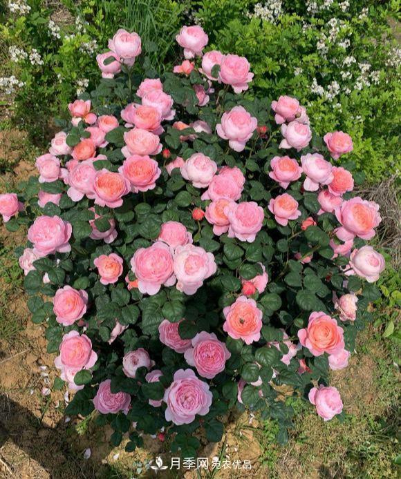 秋天養(yǎng)月季做好4方面，筍芽多開花旺(圖2)