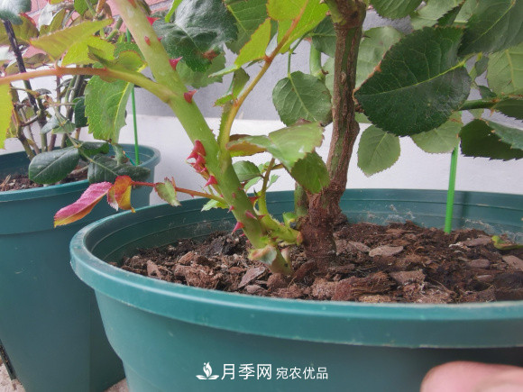 秋天養(yǎng)月季做好4方面，筍芽多開花旺(圖3)
