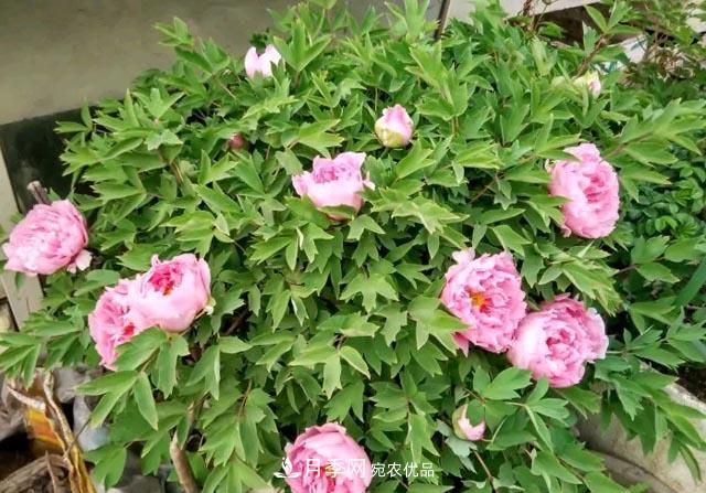 洛陽牡丹花種植中的一點小建議，有幫助必看(圖2)
