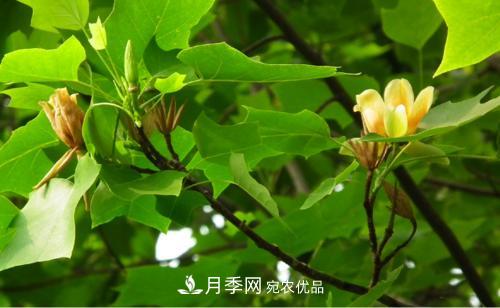 你所不了解的木蘭科植物，含笑，鵝掌楸，木蓮(圖2)