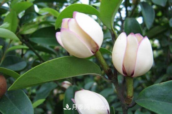 你所不了解的木蘭科植物，含笑，鵝掌楸，木蓮(圖1)