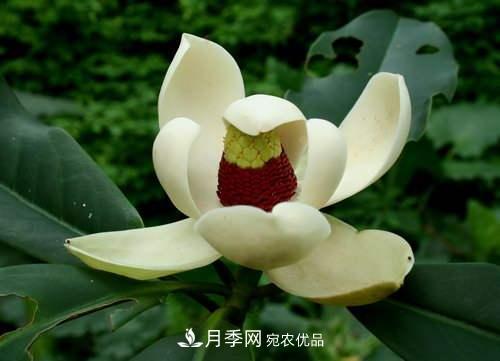 你所不了解的木蘭科植物，含笑，鵝掌楸，木蓮(圖3)