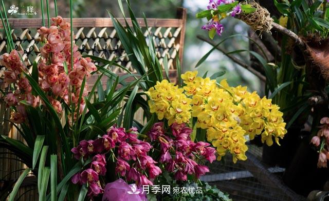 世界第二大植物家族，總共800個(gè)屬，說一說蘭花那點(diǎn)事(圖1)