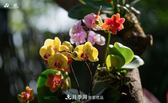 世界第二大植物家族，總共800個(gè)屬，說一說蘭花那點(diǎn)事(圖2)