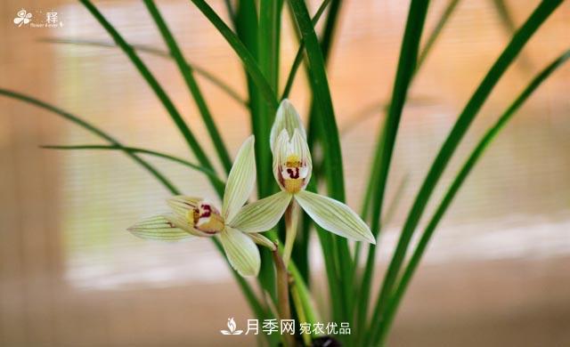 世界第二大植物家族，總共800個(gè)屬，說一說蘭花那點(diǎn)事(圖3)