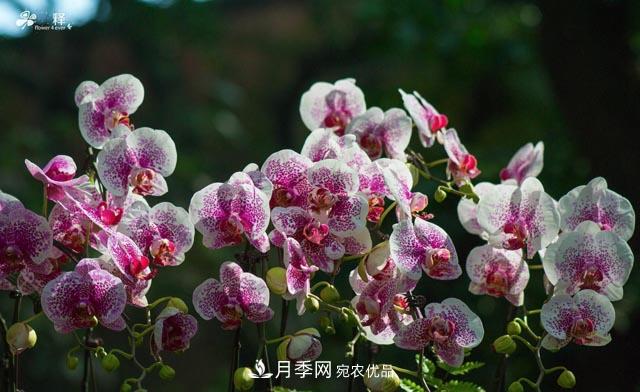 世界第二大植物家族，總共800個(gè)屬，說一說蘭花那點(diǎn)事(圖4)