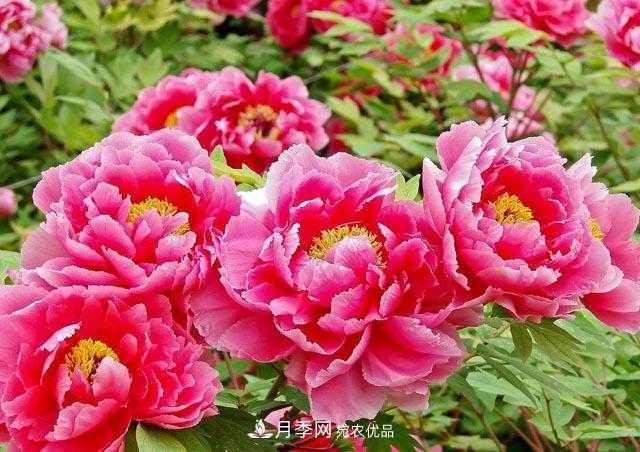 洛陽牡丹節(jié)文化源頭，來自宋代洛陽的牡丹情結(jié)(圖1)