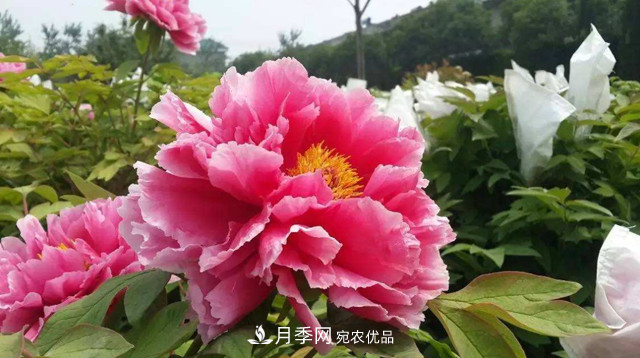 洛陽牡丹節(jié)文化源頭，來自宋代洛陽的牡丹情結(jié)(圖3)