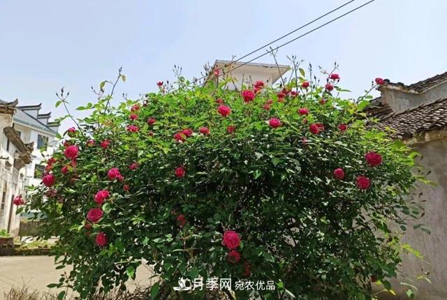太奶奶養(yǎng)的月季，110歲高齡啦！(圖1)