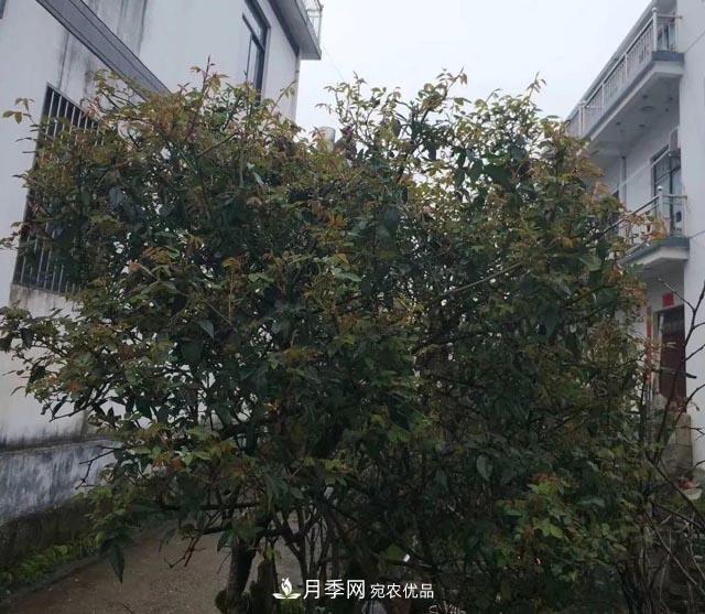 太奶奶養(yǎng)的月季，110歲高齡啦！(圖2)