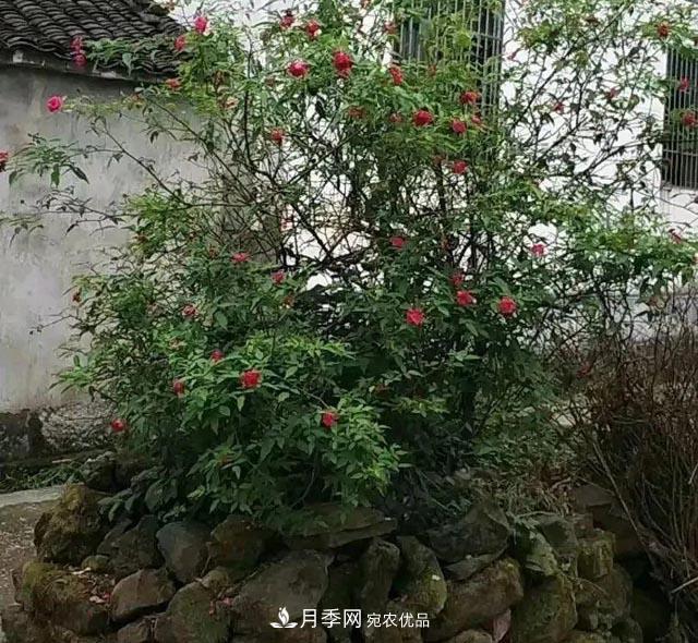 太奶奶養(yǎng)的月季，110歲高齡啦！(圖3)