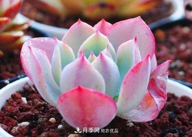 10月養(yǎng)多肉，記住16字“訣竅”，美出“新高度”(圖1)