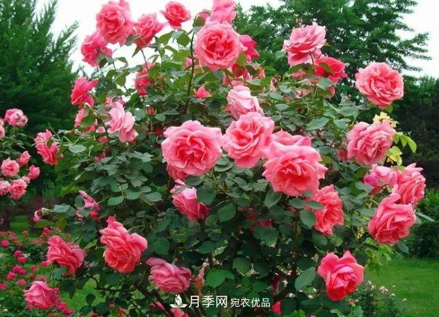 詩意和禪意：花開花落自有時(shí)，總賴東君主(圖3)