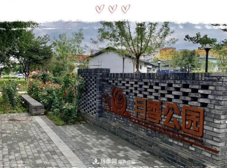 免費(fèi)，景美，有兒童活動(dòng)區(qū)！北京密云月季公園，你去了嗎！(圖1)