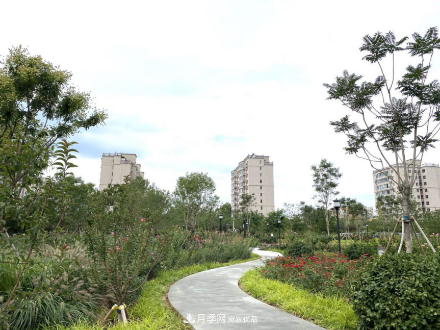 免費(fèi)，景美，有兒童活動(dòng)區(qū)！北京密云月季公園，你去了嗎！(圖5)
