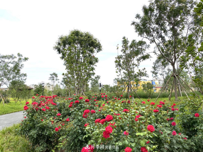 免費(fèi)，景美，有兒童活動(dòng)區(qū)！北京密云月季公園，你去了嗎！(圖6)