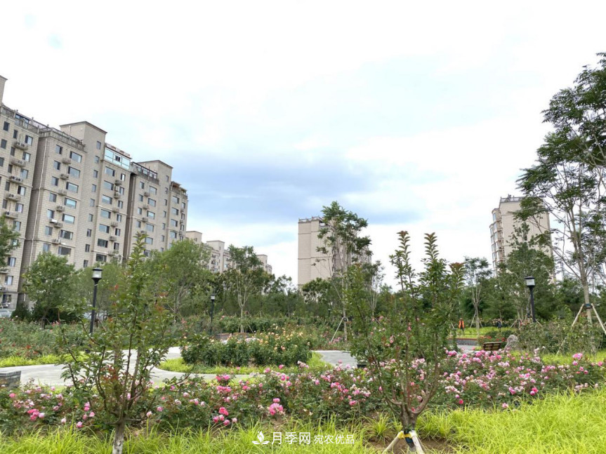 免費(fèi)，景美，有兒童活動(dòng)區(qū)！北京密云月季公園，你去了嗎！(圖7)