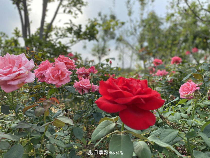免費(fèi)，景美，有兒童活動(dòng)區(qū)！北京密云月季公園，你去了嗎！(圖8)