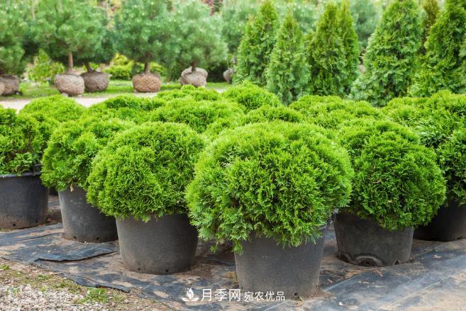 幾款常見(jiàn)的園林景觀苗木，配置在景觀中很漂亮(圖1)