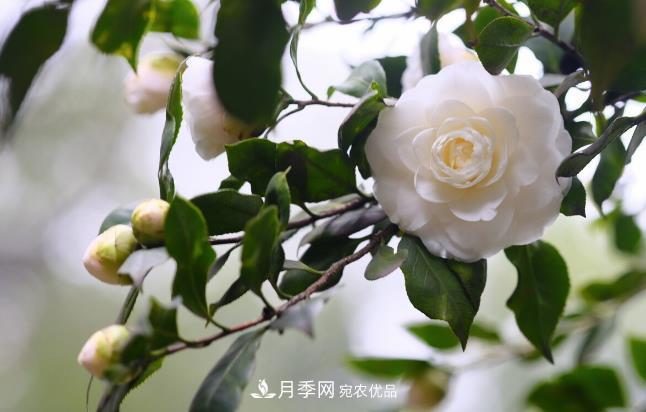 幾款常見(jiàn)的園林景觀苗木，配置在景觀中很漂亮(圖3)