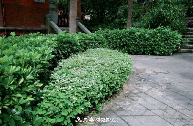 幾款常見(jiàn)的園林景觀苗木，配置在景觀中很漂亮(圖4)
