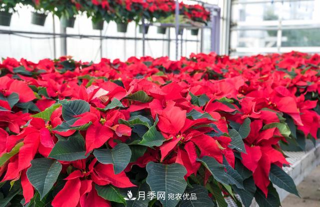 幾款常見(jiàn)的園林景觀苗木，配置在景觀中很漂亮(圖5)