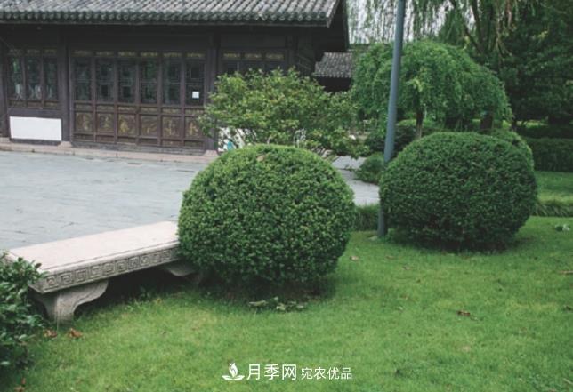幾款常見(jiàn)的園林景觀苗木，配置在景觀中很漂亮(圖6)