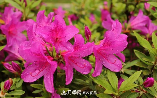 幾款常見(jiàn)的園林景觀苗木，配置在景觀中很漂亮(圖7)
