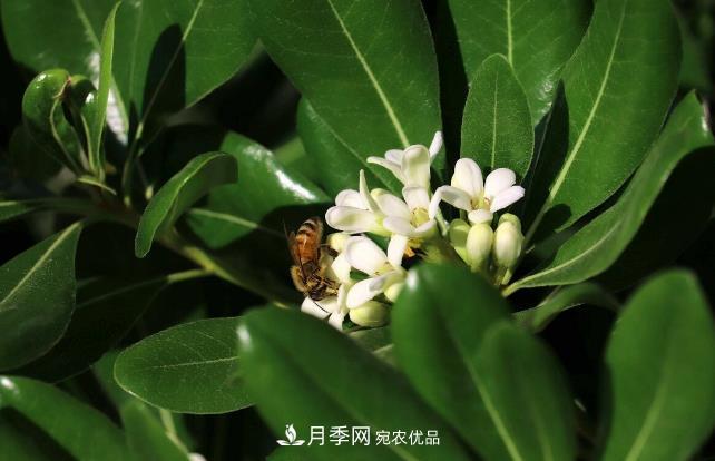 幾款常見(jiàn)的園林景觀苗木，配置在景觀中很漂亮(圖8)