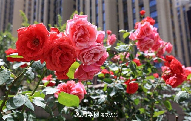 花只能開一季？這7種花四季都能賞花，月季花不可缺(圖1)