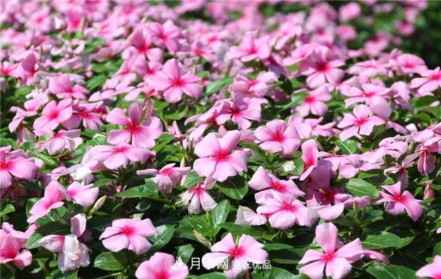 花只能開一季？這7種花四季都能賞花，月季花不可缺(圖2)