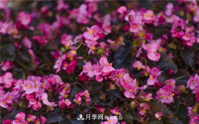 花只能開一季？這7種花四季都能賞花，月季花不可缺(圖3)