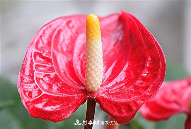 花只能開一季？這7種花四季都能賞花，月季花不可缺(圖4)
