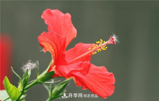 花只能開一季？這7種花四季都能賞花，月季花不可缺(圖5)