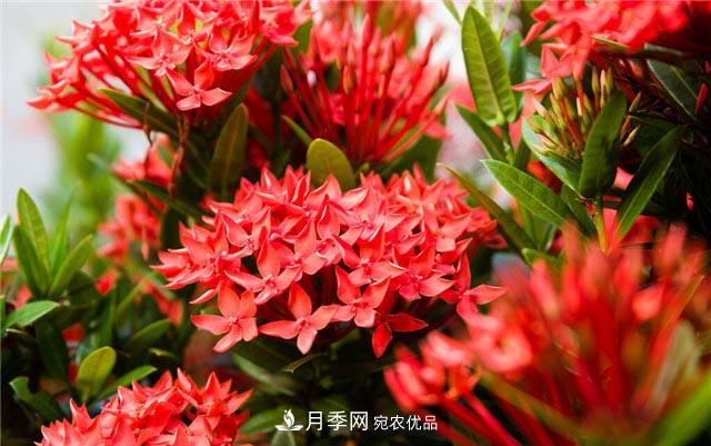 花只能開一季？這7種花四季都能賞花，月季花不可缺(圖6)