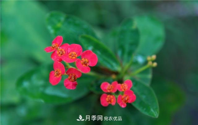 花只能開一季？這7種花四季都能賞花，月季花不可缺(圖7)