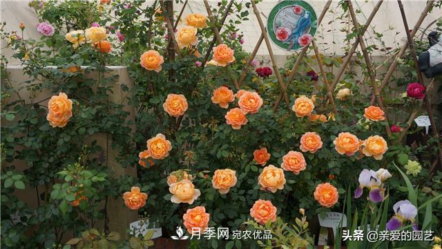 這樣養(yǎng)殖月季，開花多多，不懂的朋友可以來看看講解(圖2)