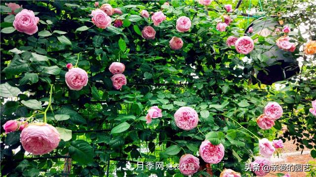 這樣養(yǎng)殖月季，開花多多，不懂的朋友可以來看看講解(圖1)