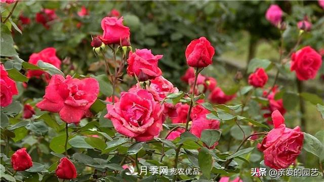 這樣養(yǎng)殖月季，開花多多，不懂的朋友可以來看看講解(圖4)