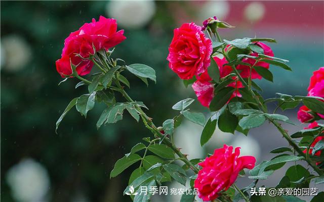 這樣養(yǎng)殖月季，開花多多，不懂的朋友可以來看看講解(圖5)